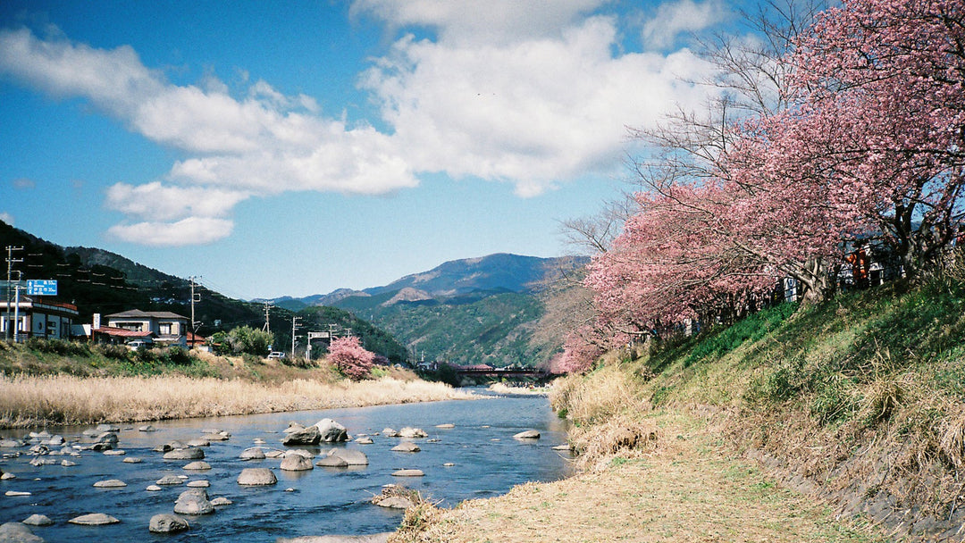 Cherry Blossoms | Kawazuzakura, Izu 2023